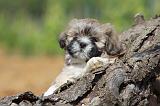 LHASSA APSO 101